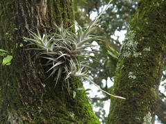 Tillandsia incarnata