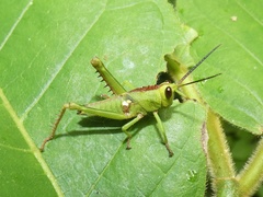 Agriacris tricristata image