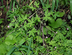 Geranium divaricatum