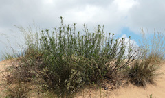 Artemisia arenaria