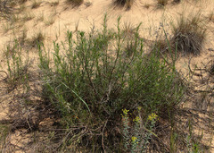Artemisia arenaria