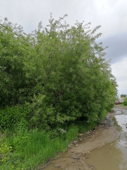 Salix