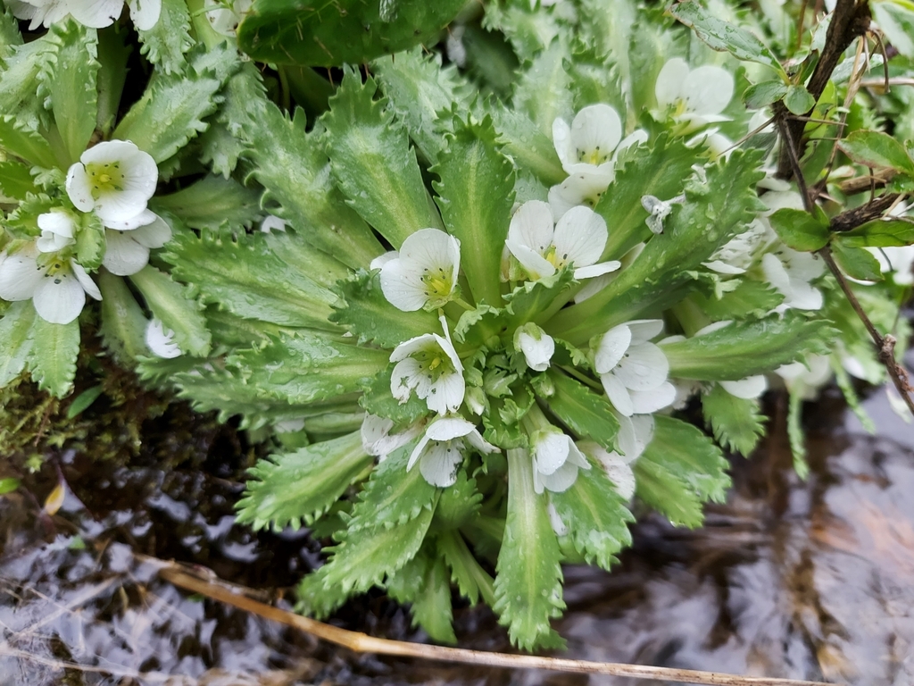 Pycnoplinthopsis bhutanica