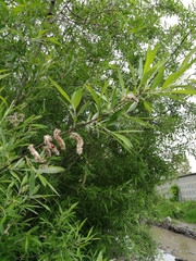 Salix