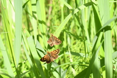 Carterocephalus mandan mandan
