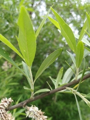 Salix