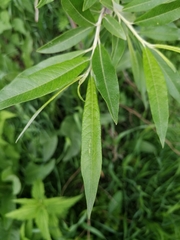 Salix