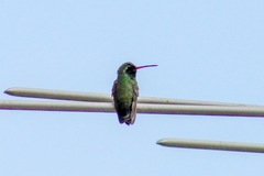 Cynanthus latirostris