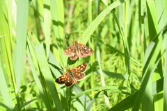 Carterocephalus mandan mandan