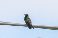 Cynanthus latirostris