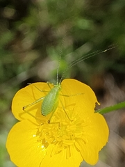 Leptophyes punctatissima