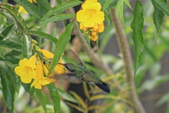 Cynanthus latirostris