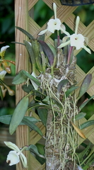 Rhyncholaelia glauca