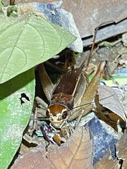 Teleogryllus mitratus