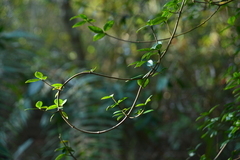 Alyxia taiwanensis
