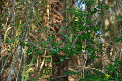 Alyxia taiwanensis