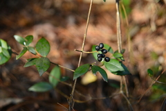 Alyxia taiwanensis
