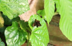 Ancistroides nigrita