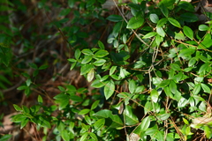 Alyxia taiwanensis
