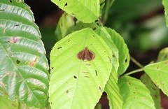 Ancistroides nigrita