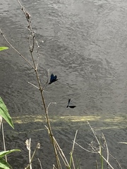 Calopteryx splendens