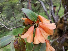 Rhododendron cinnabarinum