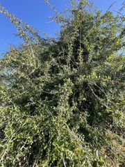 Maclura africana