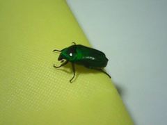 Heterorrhina elegans