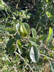 Maclura africana