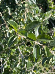 Maclura africana