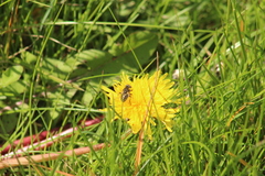 Eristalinus sepulchralis