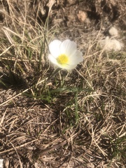 Ranunculus pyrenaeus