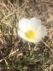 Ranunculus pyrenaeus