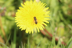 Helophilus pendulus