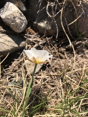 Ranunculus pyrenaeus