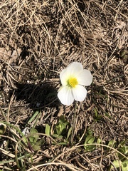 Ranunculus pyrenaeus