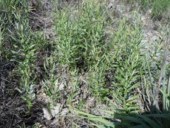 Amsonia ciliata texana