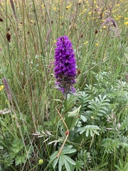 Dactylorhiza praetermissa