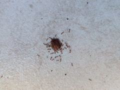 Trichomyrmex destructor