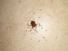 Trichomyrmex destructor