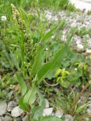 Tracheophyta