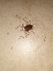 Trichomyrmex destructor