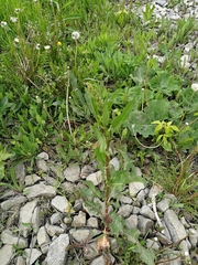 Tracheophyta