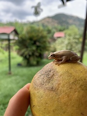 Dendropsophus columbianus