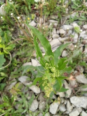 Tracheophyta