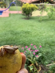 Dendropsophus columbianus