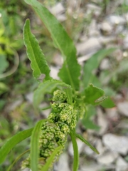 Tracheophyta