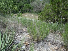 Amsonia ciliata texana