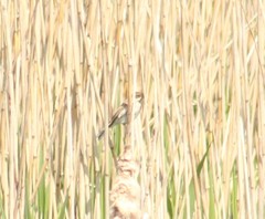 Emberiza schoeniclus