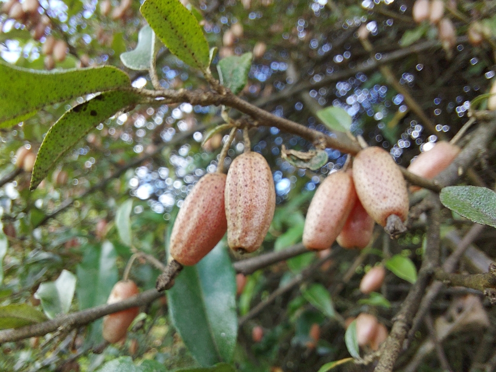 Elaeagnus caudata